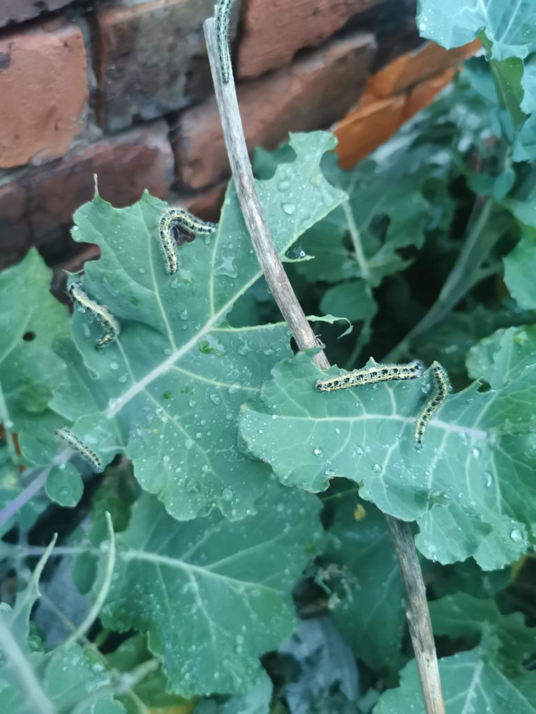 Picture showing caterpillars on leaves