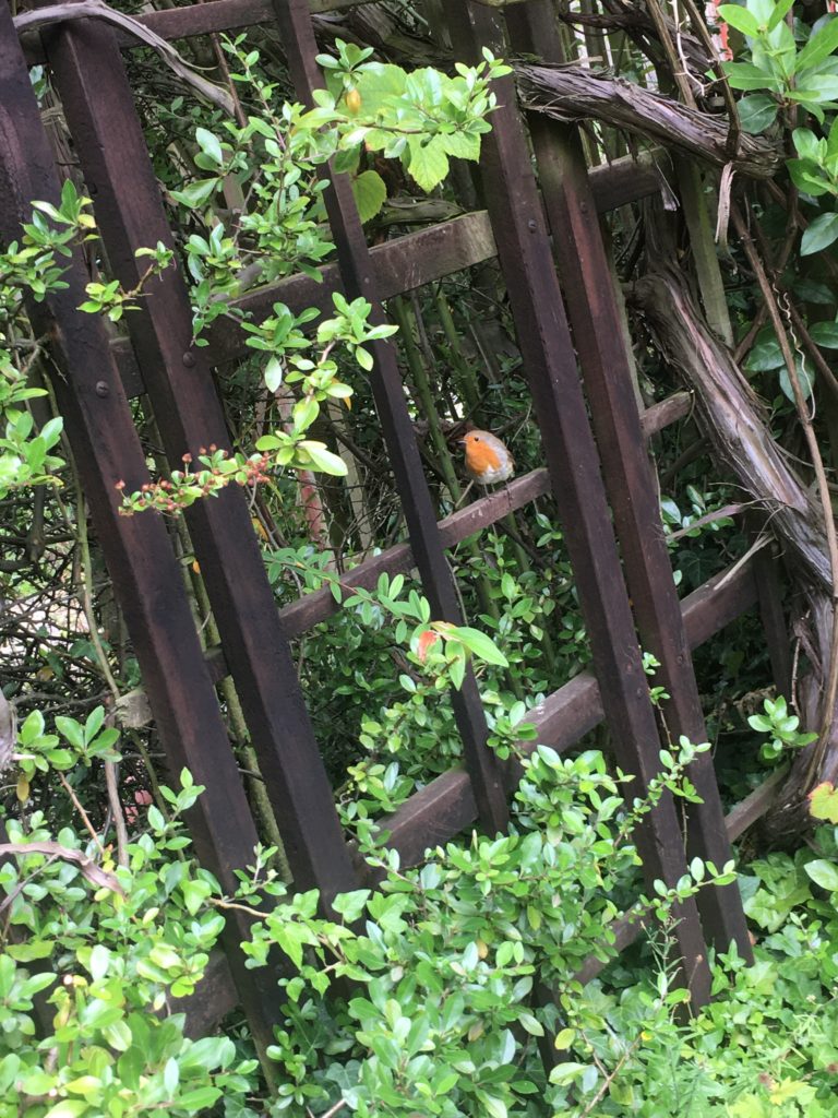 Picture showing red robin on a fence