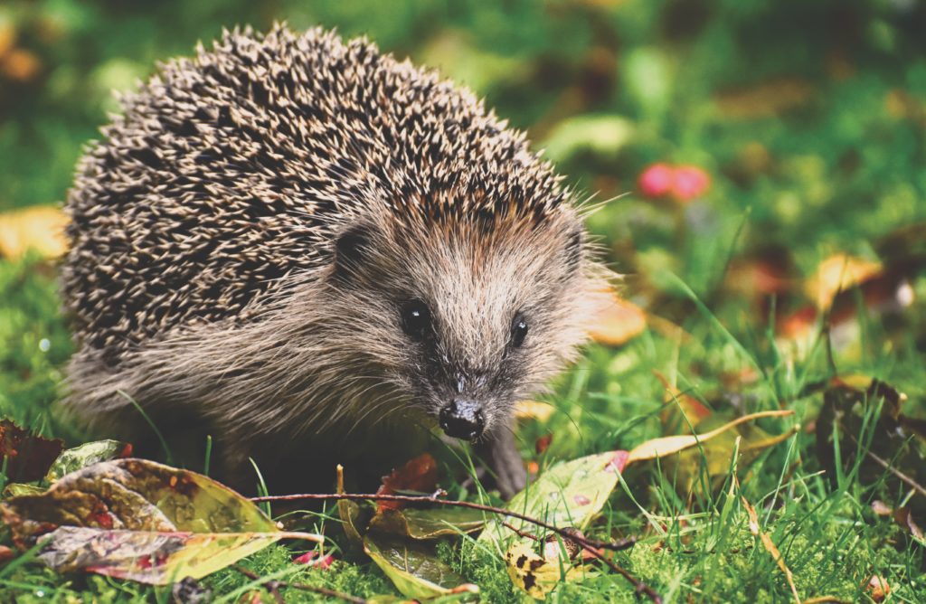 Picture showing a hedgehog