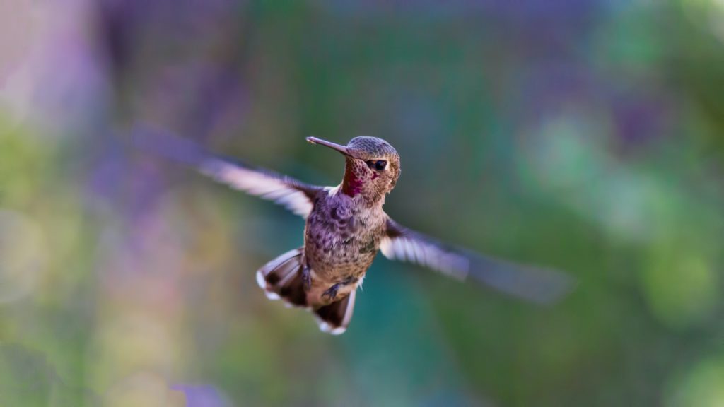 Picture showing a hummingbird in flight