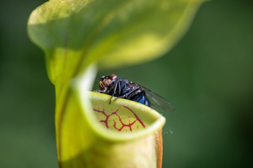 Picture showing an insect on a plant