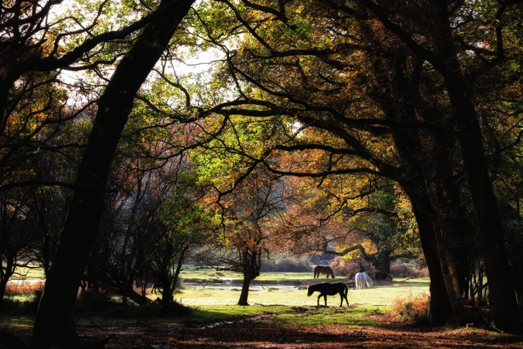 Picture showing horses underneath trees in an open field
