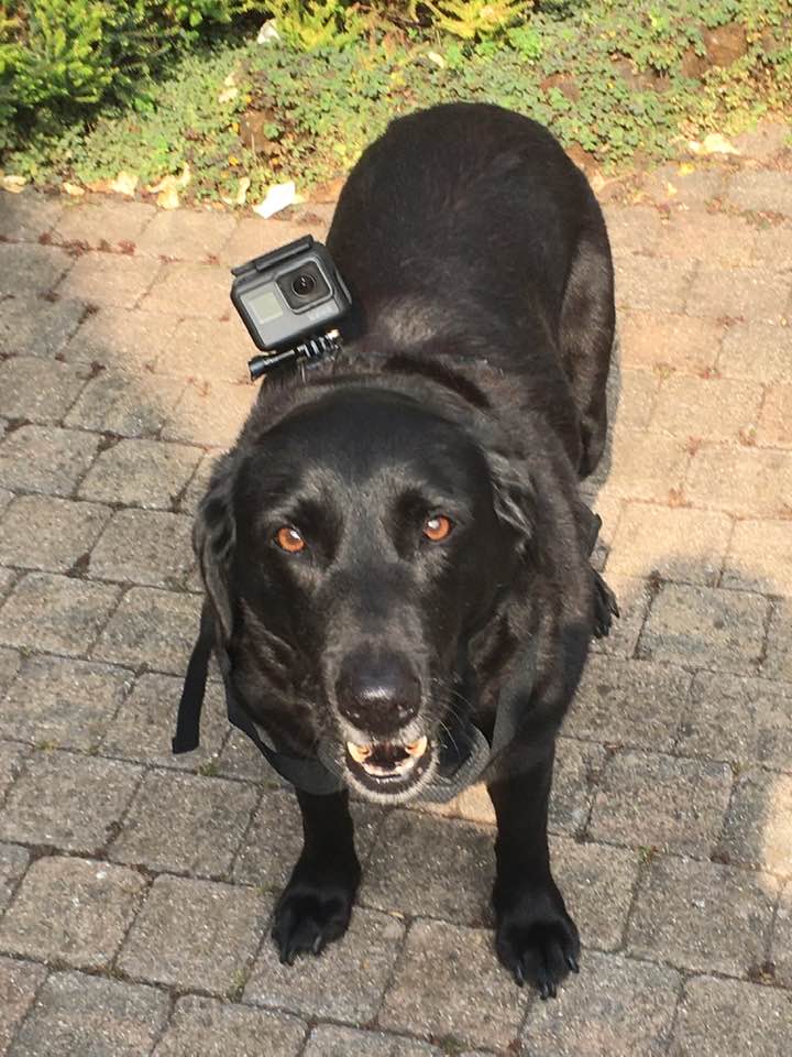 Black Labrador dog looking directly at the camera with a 'Go-Pro' camera mounted on her collar. She is stood on a paved patio.