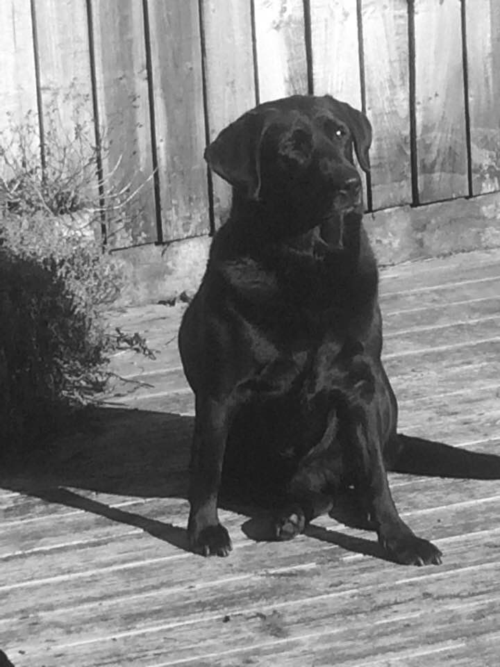 Black and white image of a black Labrador sat on wooden decking, looking off to the right of the camera.